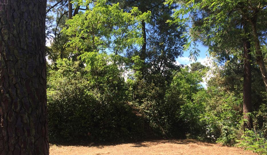 Tent pitch - Beachfront campsite set in the forest in Charente Maritime