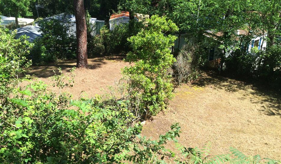 Tent pitch - Beachfront campsite set in the forest in Charente Maritime
