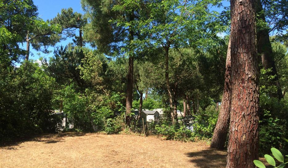 Tent pitch - Beachfront campsite set in the forest in Charente Maritime