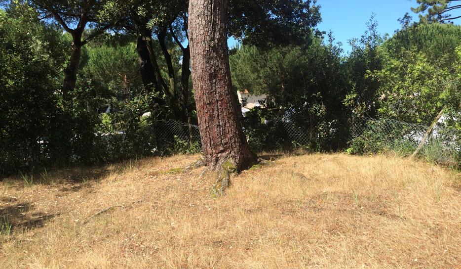 Tent pitch - camping in nature by the sea in Charente-Maritime